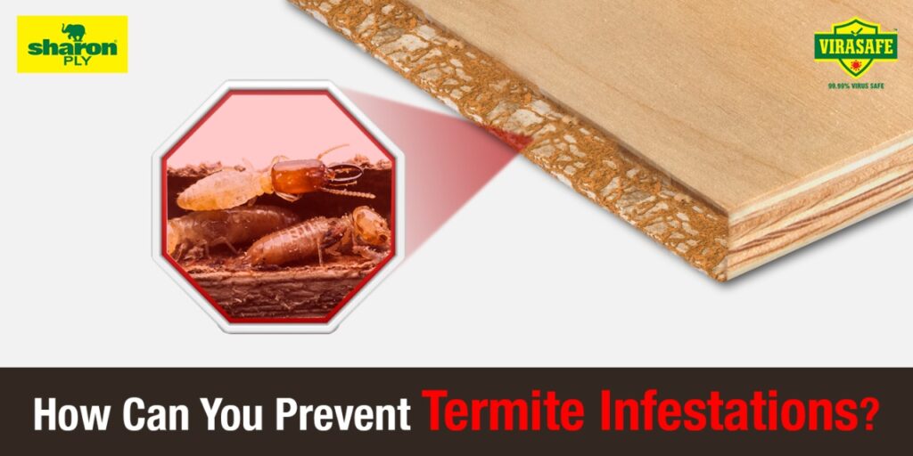 How Can You Prevent Termite Infestations?